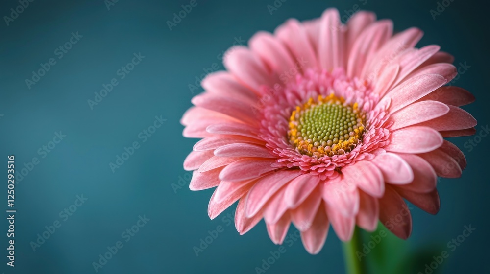 Pink gerbera daisy close-up, teal background, floral design Pink gerbera daisy close-up, teal background, floral design