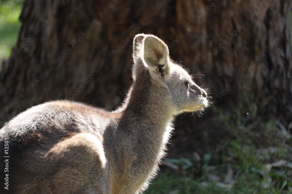 Fototapeta premium Wild Kangaroo in the Grass A Peaceful Moment in Nature