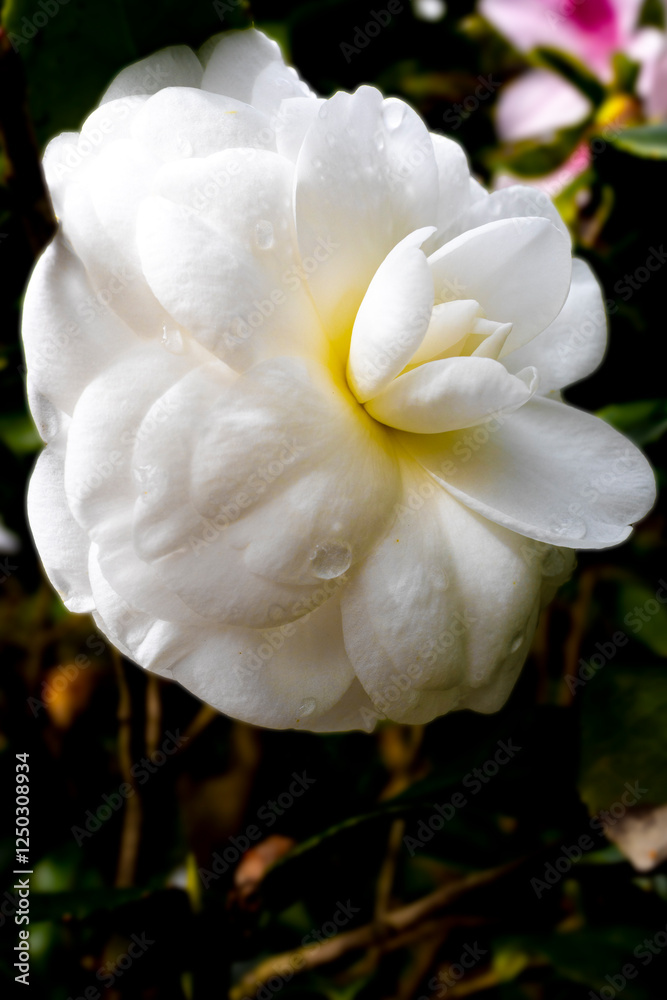 blooming white camellia with its petals showing a beautiful arc blooming white camellia with its petals showing a beautiful arc