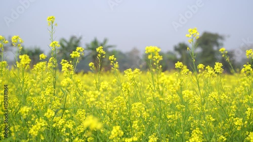 Vast yellow mustard oil field. photo