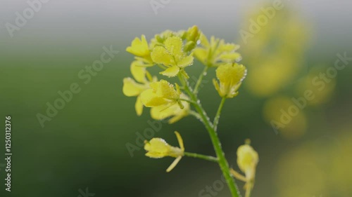 Vast yellow mustard oil field. photo