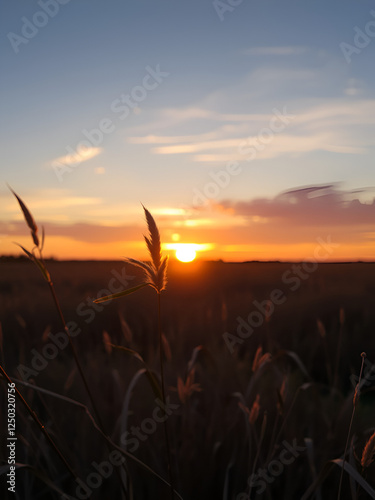 Sun is setting below the horizon. Dry autumn grass barely sways. Beautiful sunset in the meadow. Cinema 4K 60fps zoom-in video photo