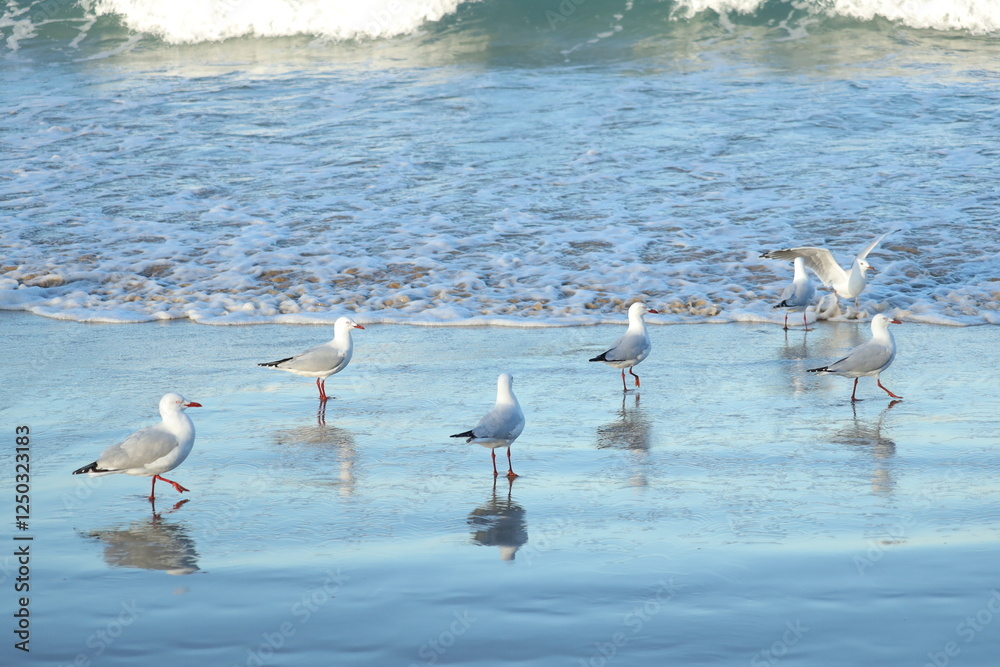 Red-billed Gull Walking on the Beach Red-billed Gull Walking on the Beach