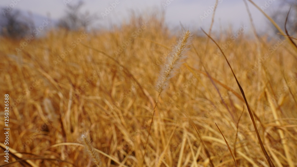 Obraz premium golden wheat field