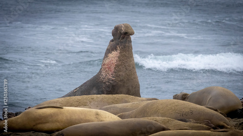 A large Elephant Seal Bull on the beach