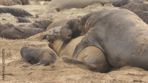 Elephant Seal mating season is December thru March.