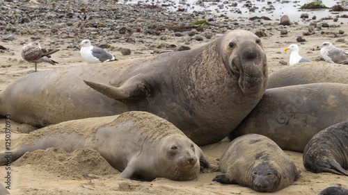 Photography Elephant Seal mating season is December thru March.