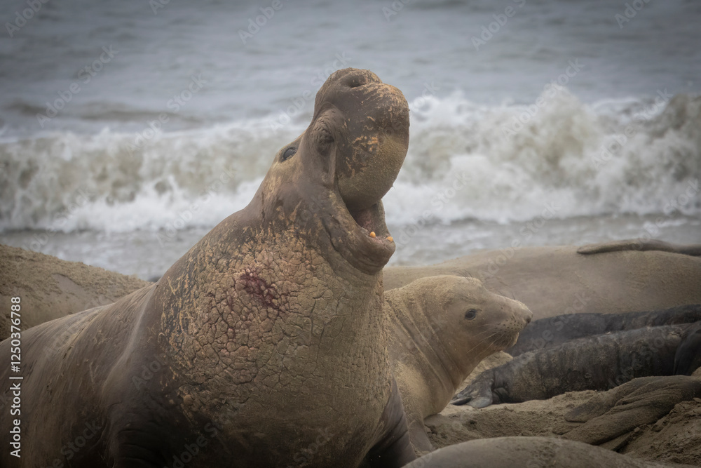 Obraz premium A large Elephant Seal Bull on the beach