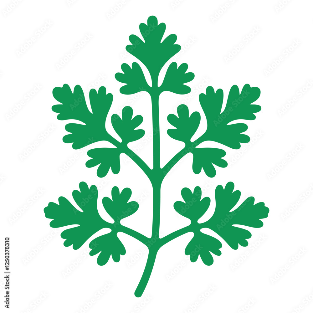 Fototapeta premium Detailed Cilantro Herb Vector Green Parsley Leaf Design Illustration