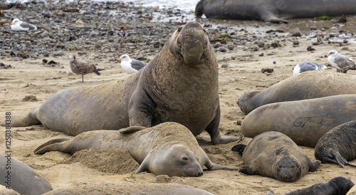 Elephant Seal mating season is December thru March.