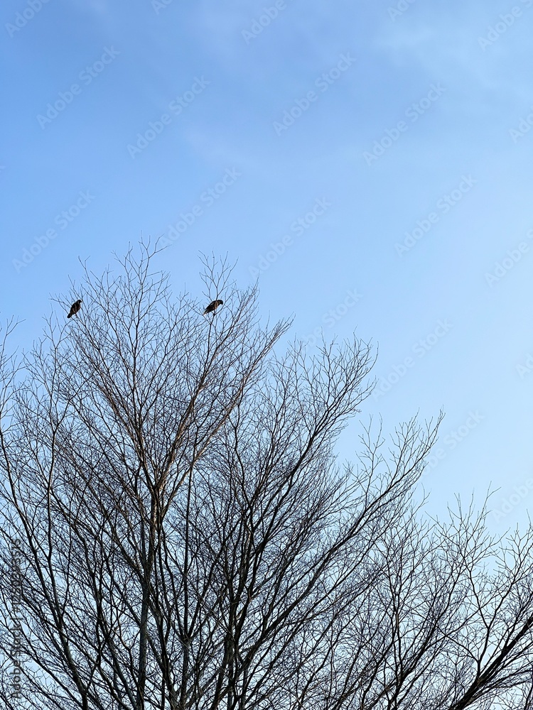 Birds on a Leafless Branch: Two birds perched on the branches of a bare tree against a clear, serene blue sky. A minimalist image evoking a sense of peace and quietude. Birds on a Leafless Branch: Two birds perched on the branches of a bare tree against a clear, serene blue sky. A minimalist image evoking a sense of peace and quietude.