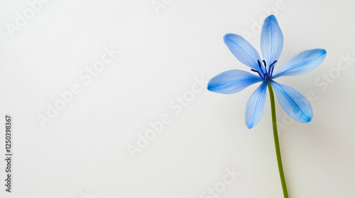 delicate blue Scilla flower with soft petals stands gracefully against light, neutral background. minimalist composition, copy spase on the left. freshness, spring, peaceful, Floral branding,  photo