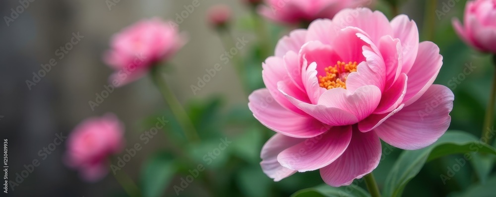 Soft pink peony blossoms, lush petals, blurred background, petal, bright, closeup Soft pink peony blossoms, lush petals, blurred background, petal, bright, closeup