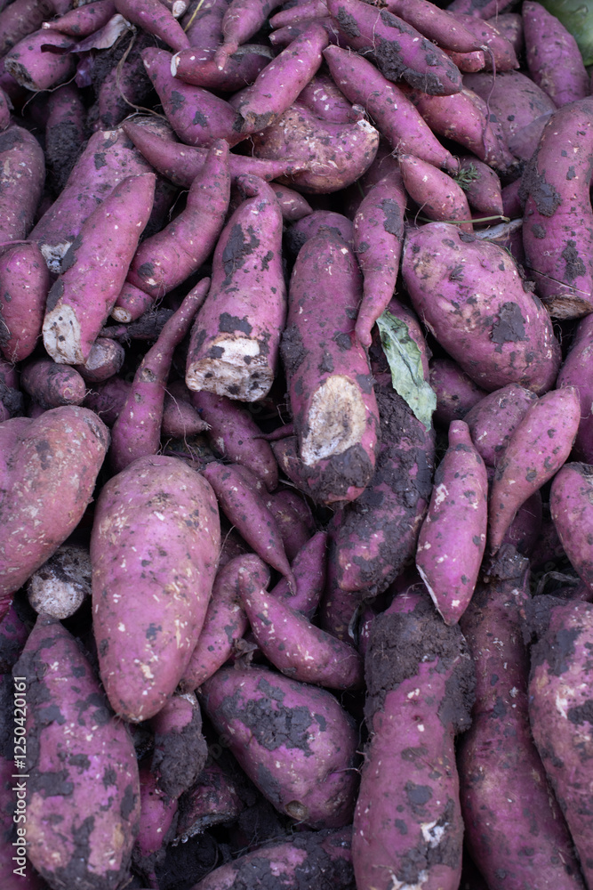 Harvest of sweet potatoes in close-up. Harvest of sweet potatoes in close-up.