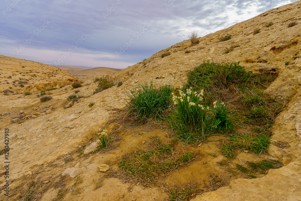 Dimona Stream, and Daffodil wildflowers, Negev Desert