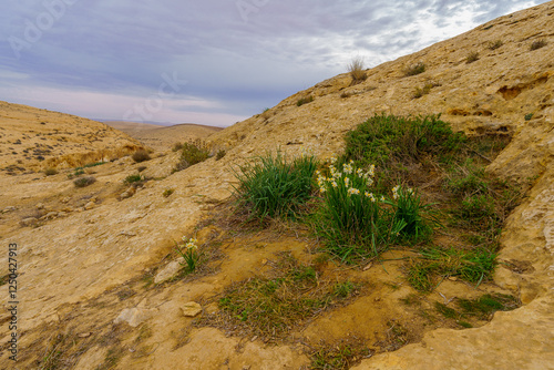 Dimona Stream, and Daffodil wildflowers, Negev Desert photo