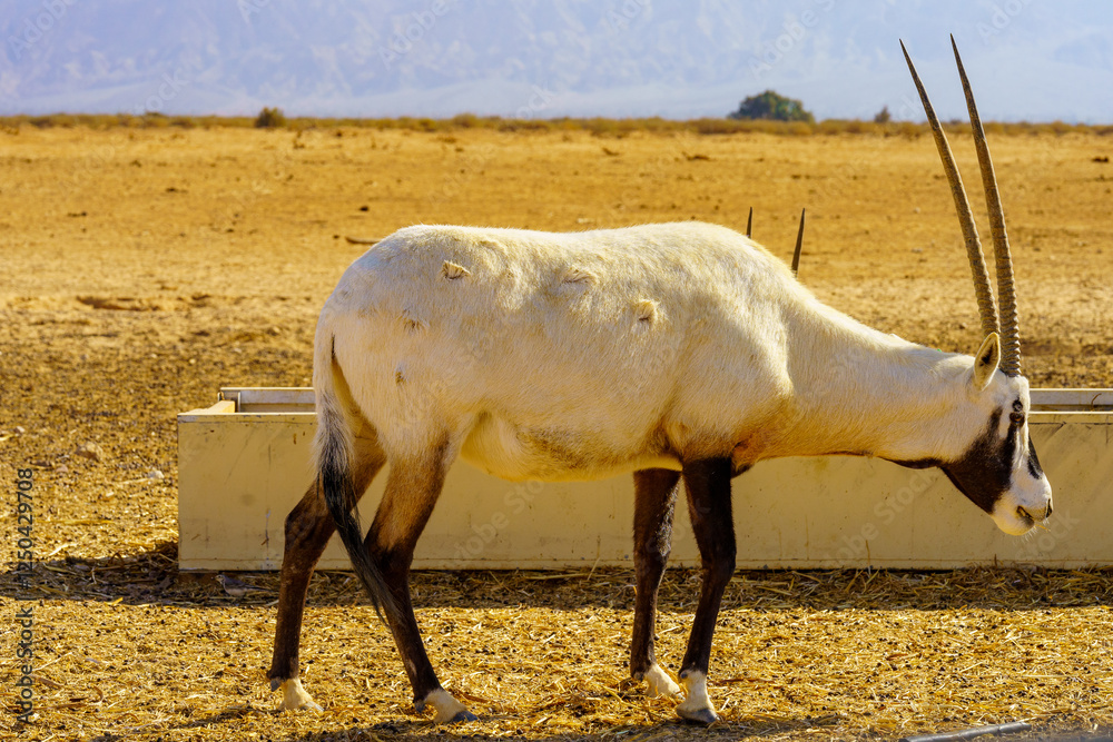 Arabian oryx, in the Yotvata Hai-Bar Nature Reserve
