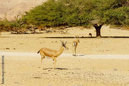 Dorcas gazelle, in the Yotvata Hai-Bar Nature Reserve photo