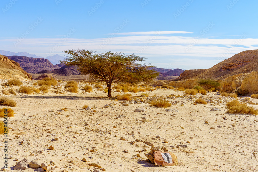 Landscape, with Acacia trees, in Timna desert park