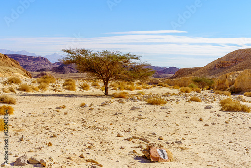 Obraz na płótnie Landscape, with Acacia trees, in Timna desert park w salonie