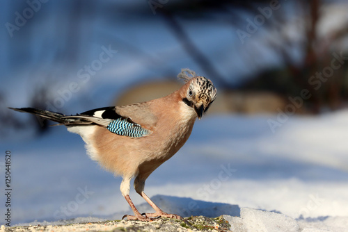 Canvas Print Euroasian Jay