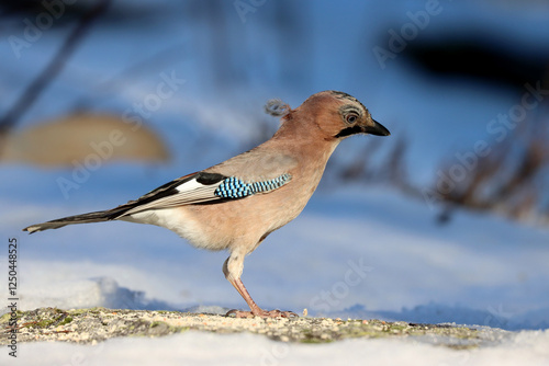 Photography Euroasian Jay
