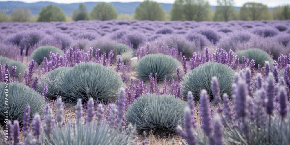Obraz premium Vibrant Lavender Field with Purple Blooms and Lush Greenery Under Clear Sky Ideal for Text Overlay and Artistic Background