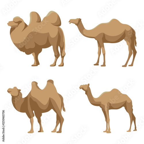 Vector illustration of a cute set camel in flat style art