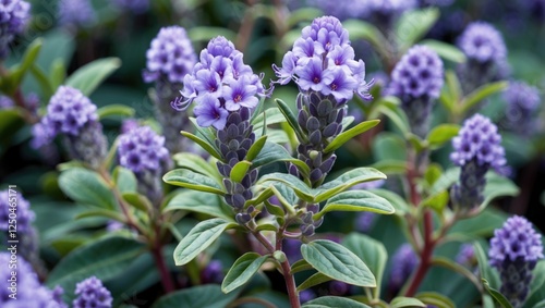 Leucophyllum fructescens cenizo plant showcasing vibrant purple flowers against lush green foliage in a natural setting. photo