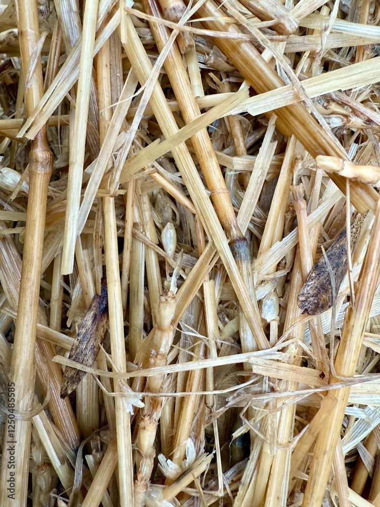Close-Up of Golden Straw with Textured Details Close-Up of Golden Straw with Textured Details