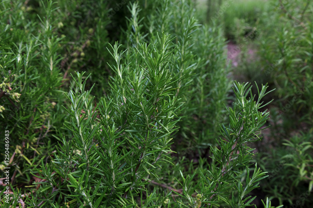 Close up image of rosemary growing in a garden Close up image of rosemary growing in a garden