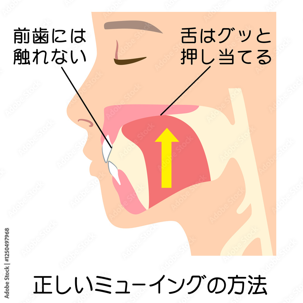 Obraz premium 正しいミューイングの方法 適正な舌の位置
