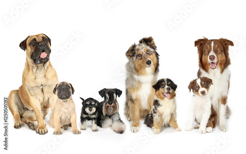 Different adult dogs and their puppies sitting isolated on a white background: Bullmastiff, Schnauzer, and Australian Shepherd