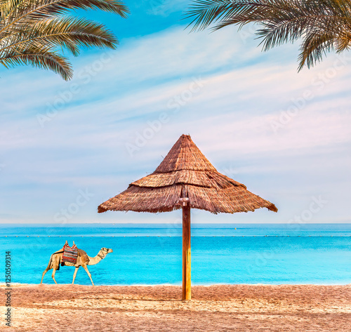 Morning scene with the camel walking on a public beach of the Red Sea in hot ...