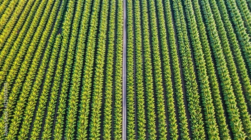 Aerial view of a vast banana plantation at sunrise, irrigation system visible
