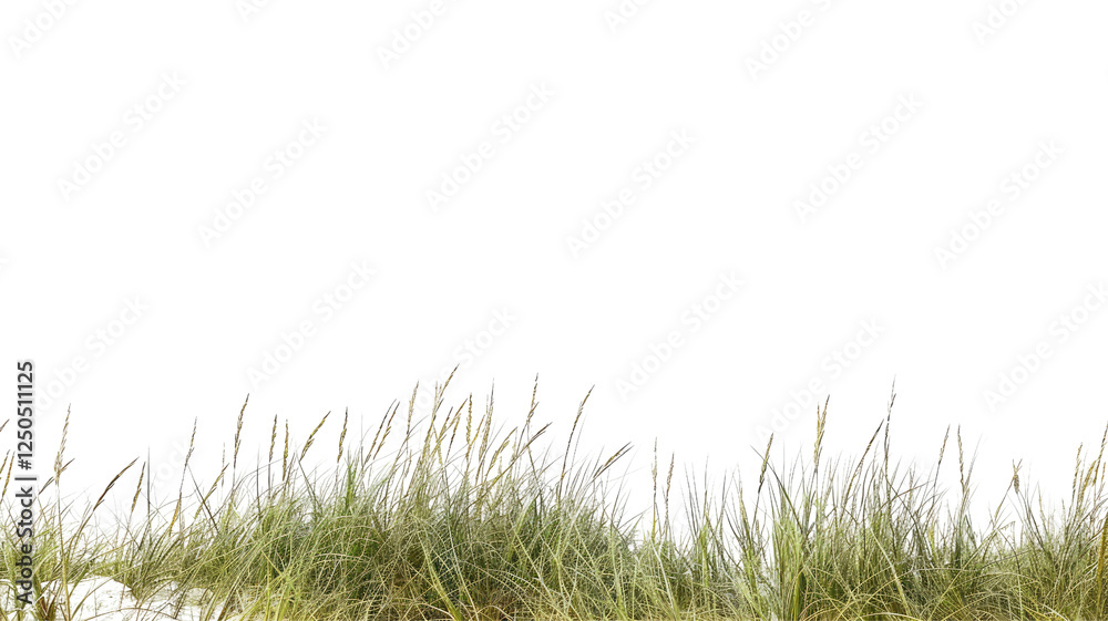Fototapeta premium Dried grasses and plants isolated on transparent background