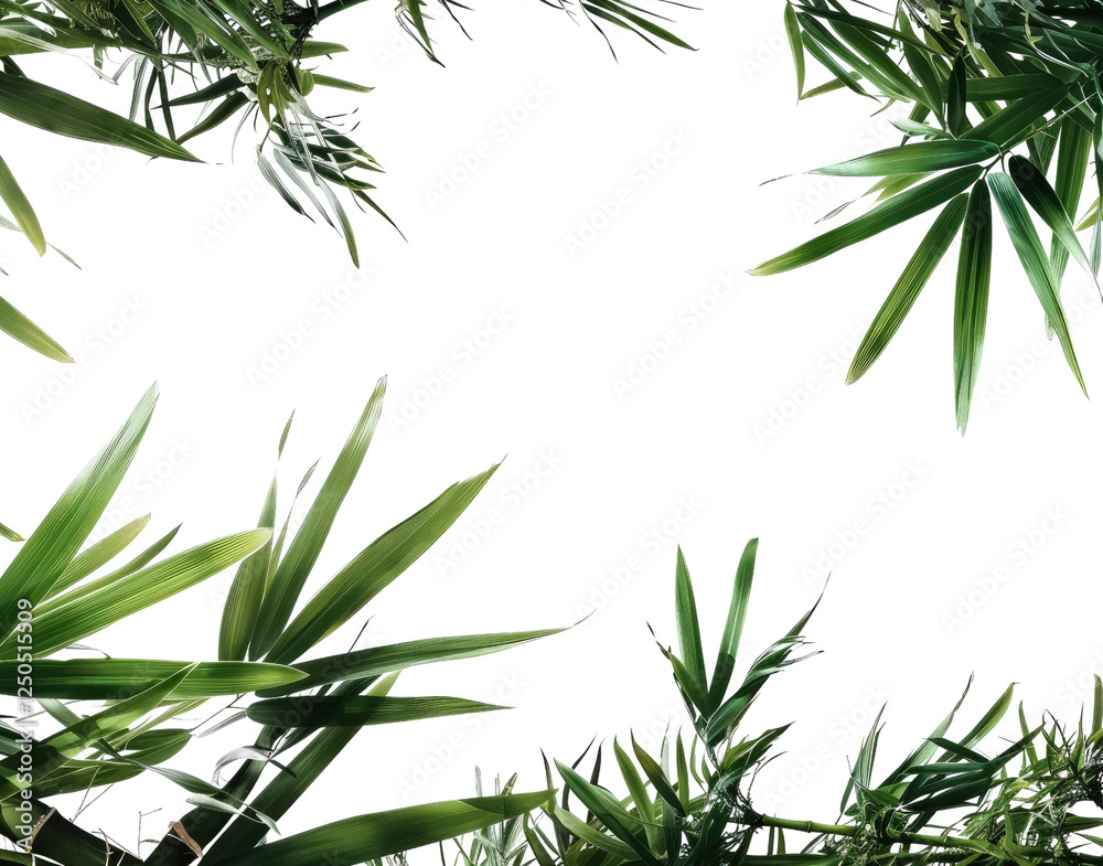 Obraz premium Palm leaves frame background in transparent background