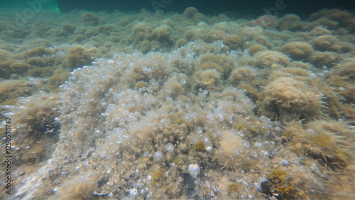 Underwater bubbling stream photo