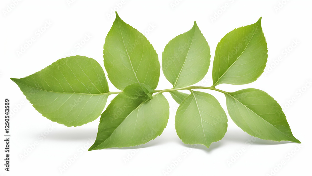 Obraz premium Fresh Green Leaves Isolated on White Background Nature Botanical Organic Eco Friendly Vibrant and Lush Natural Foliage