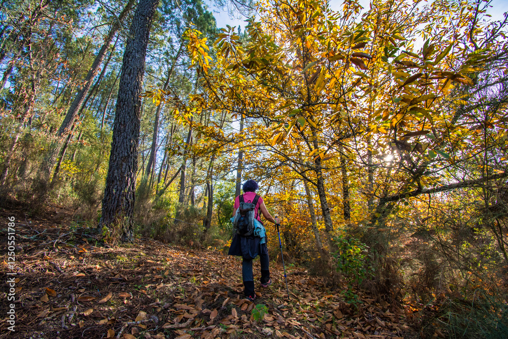 Female hiker walking uphill on a winding path blanketed by dry leaves, surrounded by vibrant trees showcasing colors on a beautiful, sunny day in the forest Female hiker walking uphill on a winding path blanketed by dry leaves, surrounded by vibrant trees showcasing colors on a beautiful, sunny day in the forest