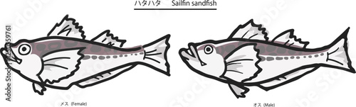 メスとオスのハタハタ、横向き全身のベクターイラスト