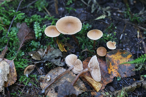 Naucoria celluloderma, also called Alnicola celluloderma, an aldercap mushroom from Finland photo