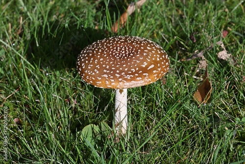 Amanita pantherina, commonly known as panther cap or false blusher, a poisonous mushroom from Finland