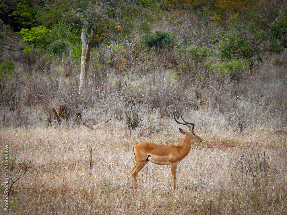 Impala en la sabana africana Impala en la sabana africana
