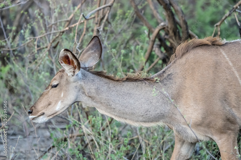 muzzle of female Kudu and bushes of sandveld countryside, near Namutoni, Namibia muzzle of female Kudu and bushes of sandveld countryside, near Namutoni, Namibia