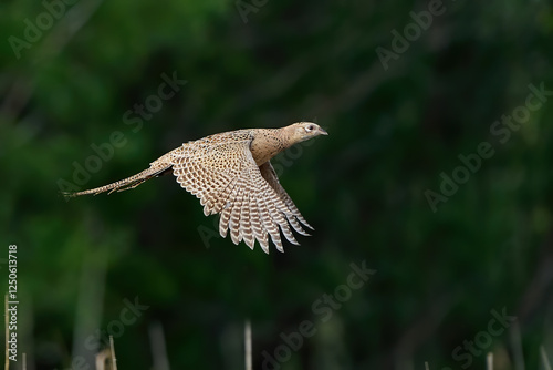 Common pheasant (Phasianus colchicus)