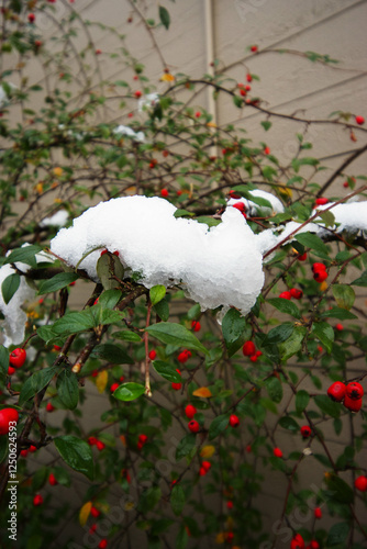 Nepalese firethorn, Nepal firethorn, or Himalayan firethorn (Pyracantha crenulata) photo