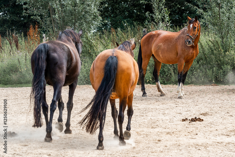 Fototapeta premium horse equine natural habitat behaviour pony animal farm paddock paradise 