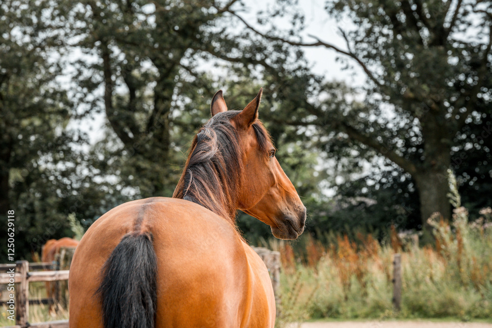 Obraz premium horse equine natural habitat behaviour pony animal farm paddock paradise 