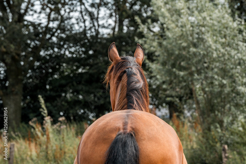 Photos horse equine natural habitat behaviour pony animal farm paddock paradise